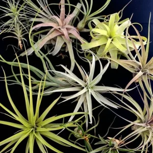 Large Air Plant Mix: Tillandsia Live Plants, Set of 5, Easy Care Indoor - Image 1