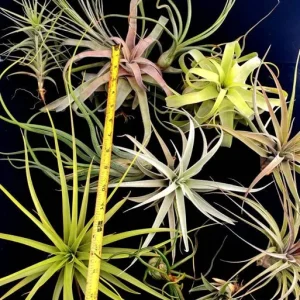 Large Air Plant Mix: Tillandsia Live Plants, Set of 5, Easy Care Indoor - Image 2