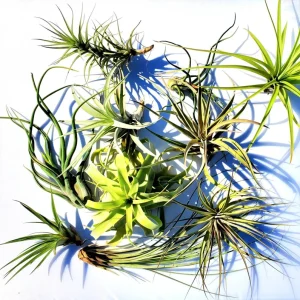 Large Air Plant Mix: Tillandsia Live Plants, Set of 5, Easy Care Indoor - Image 3