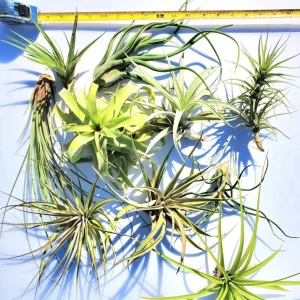 Large Air Plant Mix: Tillandsia Live Plants, Set of 5, Easy Care Indoor - Image 4