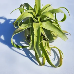 Large Air Plant Mix: Tillandsia Live Plants, Set of 5, Easy Care Indoor - Image 5