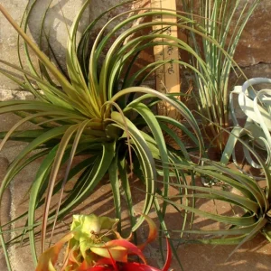 Large Air Plant Mix: Tillandsia Live Plants, Set of 5, Easy Care Indoor - Image 6