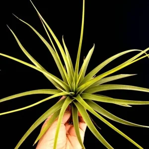 Large Air Plant Mix: Tillandsia Live Plants, Set of 5, Easy Care Indoor - Image 7