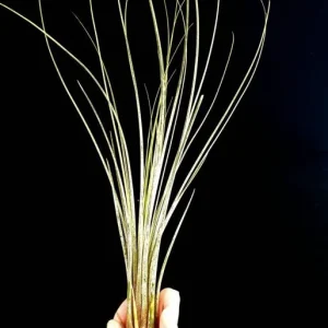Large Air Plant Mix: Tillandsia Live Plants, Set of 5, Easy Care Indoor - Image 8