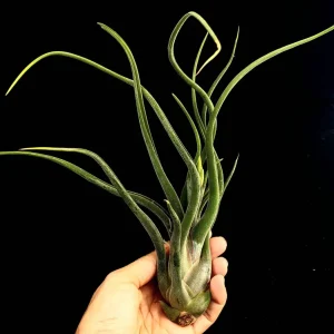 Large Air Plant Mix: Tillandsia Live Plants, Set of 5, Easy Care Indoor - Image 9