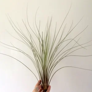 Large Juncea Air Plant Live Plant – Tillandsia, 12-18 inches – Indoor/Outdoor Decor - Image 2