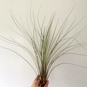 Large Juncea Air Plant Live Plant – Tillandsia, 12-18 inches – Indoor/Outdoor Decor - Image 1