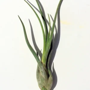 Large Medusa Air Plant (Tillandsia caput medusae) Live Plant - 6-10 inches - Indoor - Image 2