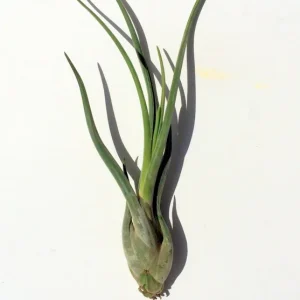 Large Medusa Air Plant (Tillandsia caput medusae) Live Plant - 6-10 inches - Indoor - Image 1