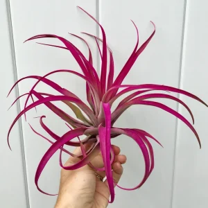 Large Pink Capitata Air Plant - Live Tillandsia, 4-6 inches, Indoor/Outdoor - Image 2