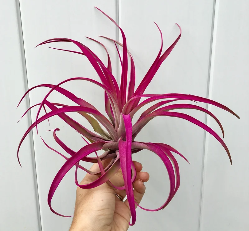 Large Pink Capitata Air Plant - Live Tillandsia, 4-6 inches, Indoor/Outdoor - Image 2