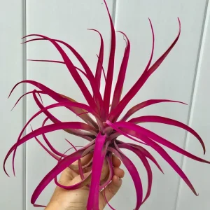 Large Pink Capitata Air Plant - Live Tillandsia, 4-6 inches, Indoor/Outdoor - Image 3