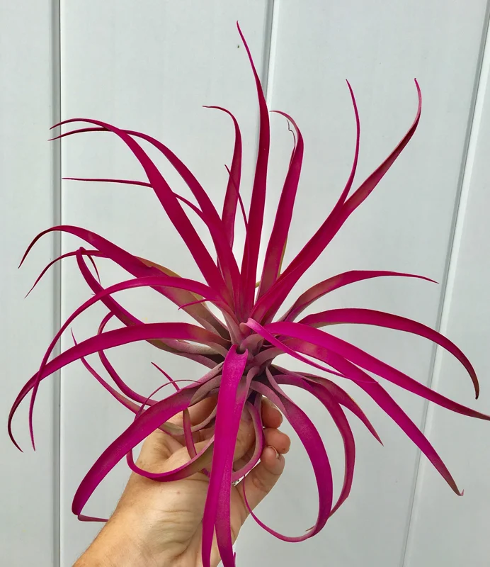 Large Pink Capitata Air Plant - Live Tillandsia, 4-6 inches, Indoor/Outdoor - Image 3