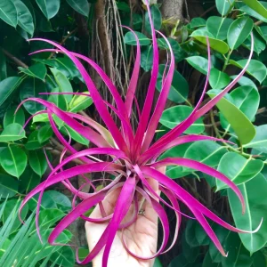 Large Pink Capitata Air Plant - Live Tillandsia, 4-6 inches, Indoor/Outdoor - Image 1