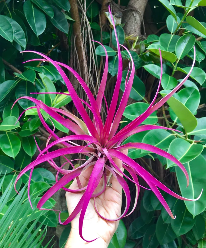 Large Pink Capitata Air Plant - Live Tillandsia, 4-6 inches, Indoor/Outdoor - Image 1