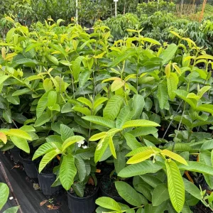 Large Pink Guava Live Plant – 2ft Tall Fruit Tree – Outdoor - Image 2