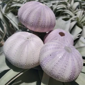 Lavender Sea Urchin Shell – Air Plant Holder & Coastal Decor – 1-3 inch - Image 2