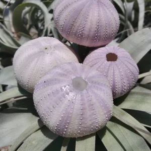 Lavender Sea Urchin Shell – Air Plant Holder & Coastal Decor – 1-3 inch - Image 3