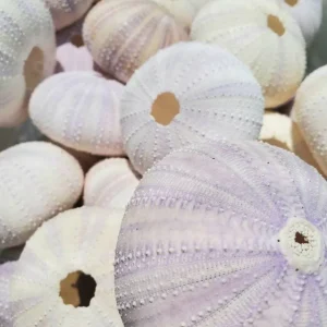 Lavender Sea Urchin Shell – Air Plant Holder & Coastal Decor – 1-3 inch - Image 4
