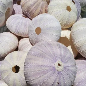 Lavender Sea Urchin Shell – Air Plant Holder & Coastal Decor – 1-3 inch - Image 5