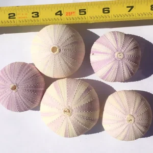 Lavender Sea Urchin Shell – Air Plant Holder & Coastal Decor – 1-3 inch - Image 6