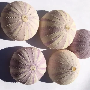Lavender Sea Urchin Shell – Air Plant Holder & Coastal Decor – 1-3 inch - Image 7