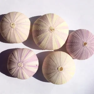 Lavender Sea Urchin Shell – Air Plant Holder & Coastal Decor – 1-3 inch - Image 8