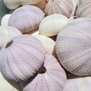 Lavender Sea Urchin Shell – Air Plant Holder & Coastal Decor – 1-3 inch - Image 1