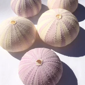 Lavender Sea Urchin Shell – Air Plant Holder & Coastal Decor – 1-3 inch - Image 9