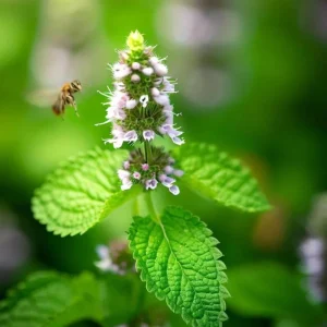 Lemon Balm Live Plant - 4 inch Tall Starter Perennial Herb for Tea & Cooking - Image 1