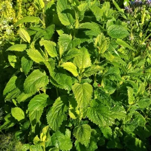 Lemon Balm Live Plant - 4 inch Tall Starter Perennial Herb for Tea & Cooking - Image 3
