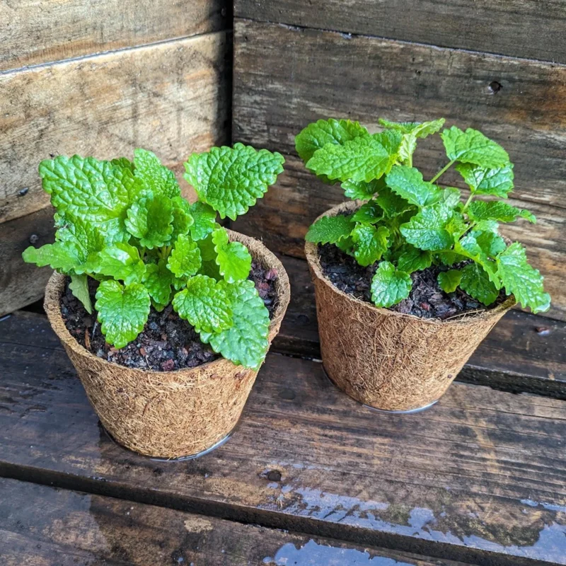 Lemon Balm Live Plant - 4 inch Tall Starter Perennial Herb for Tea & Cooking - Image 4