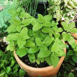 Lemon Balm Live Plant - 4 inch Tall Starter Perennial Herb for Tea & Cooking - Image 5