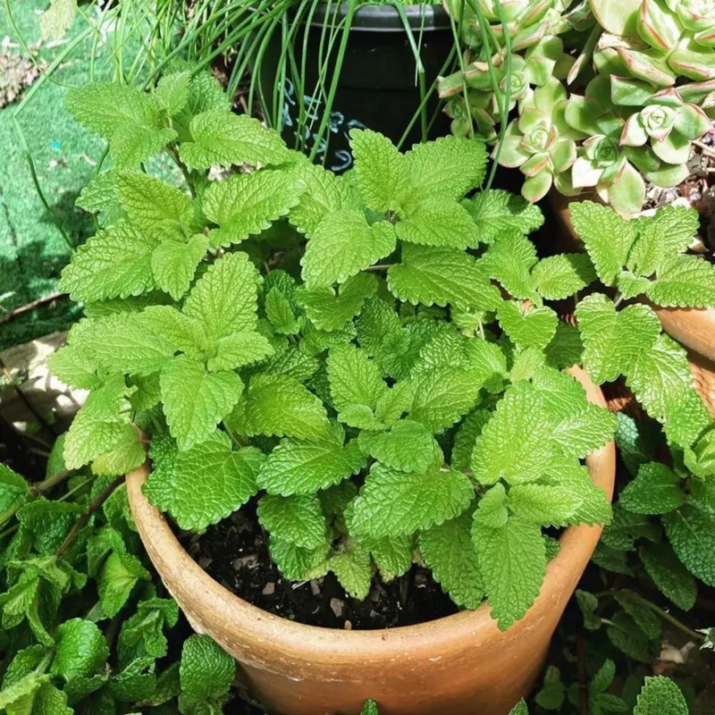 Lemon Balm Live Plant - 4 inch Tall Starter Perennial Herb for Tea & Cooking - Image 5