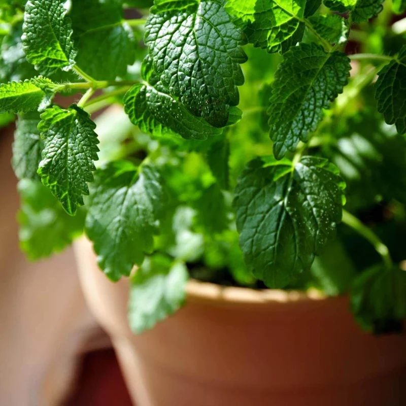 Lemon Balm Live Plant - 4 inch Tall Starter Perennial Herb for Tea & Cooking - Image 6