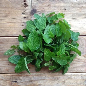 Lemon Balm Live Plant - 4 inch Tall Starter Perennial Herb for Tea & Cooking - Image 8