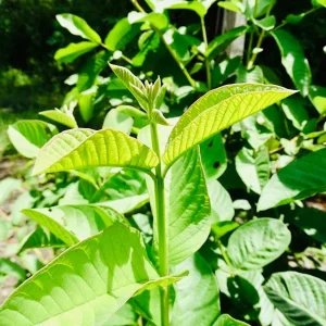 Lemon Guava Live Plant – Half Gallon Pot – Tropical Fruit Tree – Outdoor - Image 2