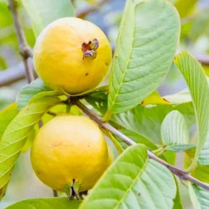 Lemon Guava Live Plant – Half Gallon Pot – Tropical Fruit Tree – Outdoor - Image 1