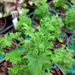 Lemon Scented Geranium Live Plant – 4 inch Pot – Fragrant Herb - Image 2