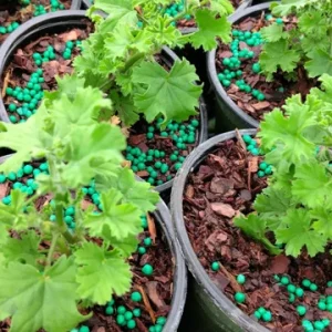 Lemon Scented Geranium Live Plant – 4 inch Pot – Fragrant Herb - Image 1