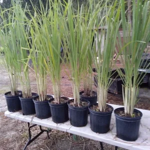 Lemongrass Live Plant Starter - 2 Pack, Culinary Herb, Citronella Grass - Image 2
