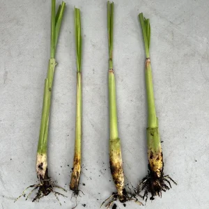 Lemongrass Live Plant Starter - 2 Pack, Culinary Herb, Citronella Grass - Image 3