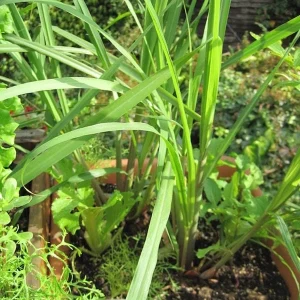 Lemongrass Live Plant Starter - 2 Pack, Culinary Herb, Citronella Grass - Image 4