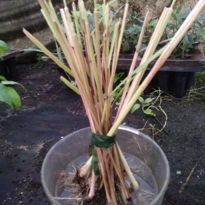 Lemongrass Live Plant Starter - 2 Pack, Culinary Herb, Citronella Grass - Image 5
