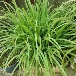 Lemongrass Live Plant Starter - 2 Pack, Culinary Herb, Citronella Grass - Image 6