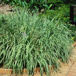 Lemongrass Live Plant Starter - 2 Pack, Culinary Herb, Citronella Grass - Image 7