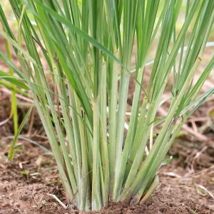Lemongrass Live Plant Starter - 2 Pack, Culinary Herb, Citronella Grass - Image 8