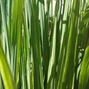 Lemongrass Live Plant Starter - 2 Pack, Culinary Herb, Citronella Grass - Image 9