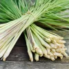 Lemongrass Live Plant Starter - 2 Pack, Culinary Herb, Citronella Grass - Image 1