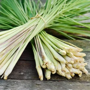 Lemongrass Live Plant Starter - 2 Pack, Culinary Herb, Citronella Grass - Image 1